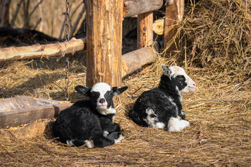 Two young Romanov bread lambs lay on the hay and look toward the camera lens on a sunny spring day.	