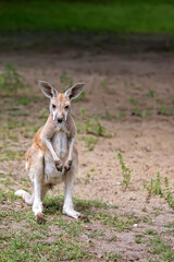 Naklejka na ściany i meble kangaroo in a clearing 