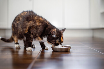 Cute hungry tabby cat eating from metal bowl at home in kitchen. Domestic life with pet..