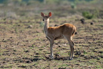 Javan rusa calf, Rusa timorensis in Baluran National Park, East Java, Indonesia