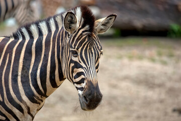 zebra a close up portrait