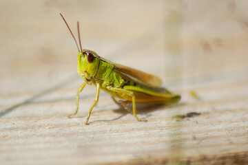green grasshopper on wooden board on blurred background