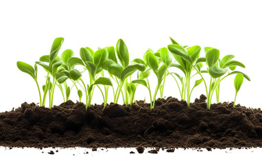 Fresh Green Sprouts Breaking Ground in a Vegetation Scene Isolated on Transparent Background PNG.