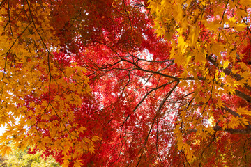 Colored maple trees in autumn