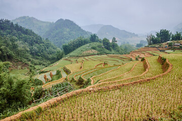 village rice fields in mountains in sapa, vietnam - 747084386