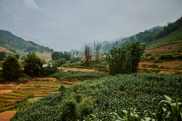 village rice fields in mountains in sapa, vietnam - 747084574