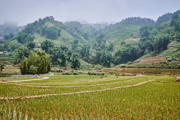 village rice fields terrace in mountains in sapa, vietnam - 747084731