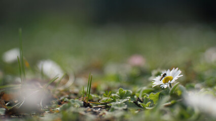 An insect, a bee, sat on a daisy. Close up. Chamomile field. An insect, a bee on a flower