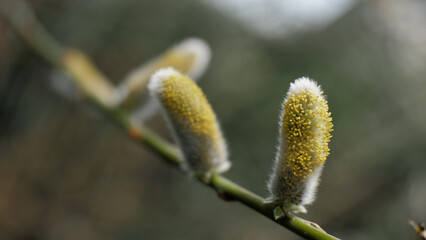 Fluffy willow buds on a branch close-up. Sunny day. Spring