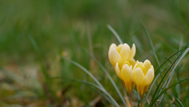 Yellow, golden crocus, close-up on a spring field. Blurred background
