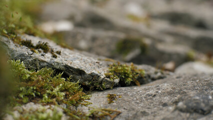 Green moss on stones close-up. Old stones. Rock