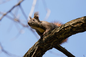 a squirrel on the branches of a tree.