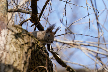 a squirrel on the branches of a tree.