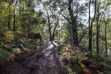 Obraz premium Ku-ring-gai Chase National Park, New South Wales, Australia