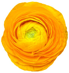 PNG Yellow ranunculus isolated on transparent background - 747092140