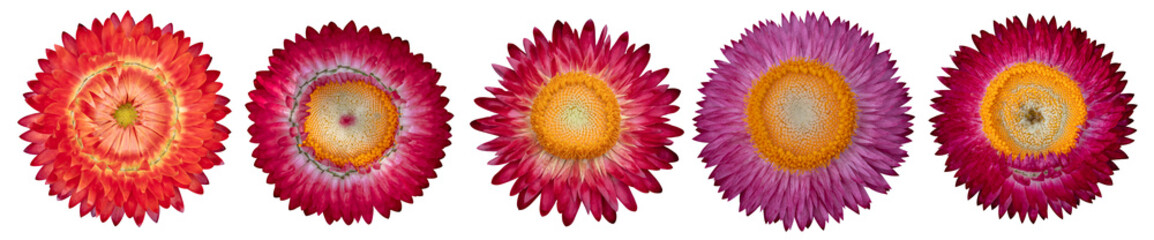 Set of Strawflower (Xerochrysum bracteatum) flower isolated on transparent background. PNG File