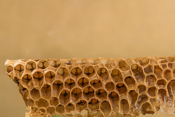 honeycomb and honey on a yellow background