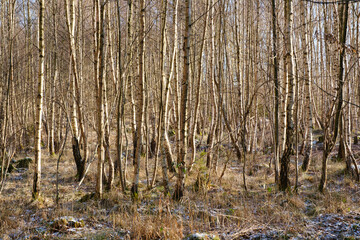 Obraz premium Kahle Birkenstämme, Birkenwald, Naturpark Arnsberger Wald, Sauerland, Nordrhein-Westfalen, Deutschland, Europa