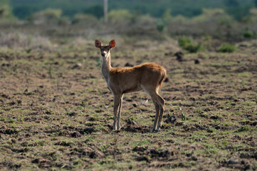 Javan rusa calf, Rusa timorensis in Baluran National Park, East Java, Indonesia