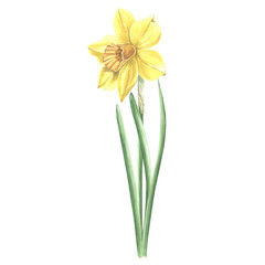 Watercolor daffodil yellow flower. Isolated hand drawn illustration garden spring narcissus. Floral botanical drawing template for card for Mothers day, 8 March, wedding, package, textile, embroidery.