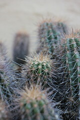 Closeup of a thorny cactus plant growing in the garden.