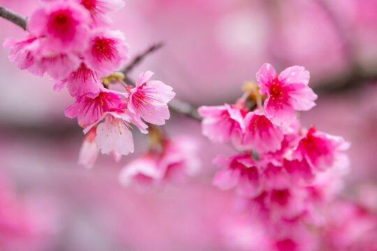 Pink spring cherry blossom over the tree