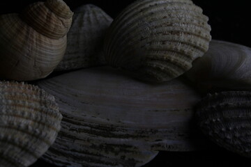 sea shells 