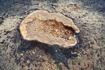 Stump of freshly cutted rotten tree in the city. Rotten tree stump texture background. Decayed...