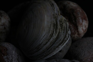 shell