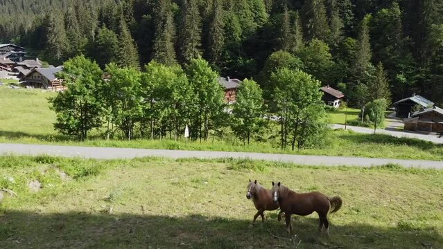 Two horses look on as a drone flies past them towards a row of trees