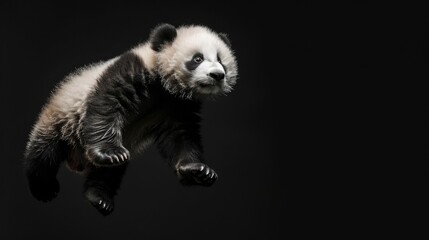 Obraz premium Panda jump on a black background. Flying animal.