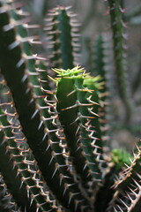 baby cactus growing in the desert