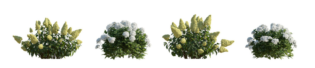 Set hydrangea arborescens annabelle and paniculata phantom bush shrub isolated png on a transparent...