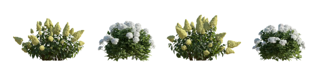 Foto auf Acrylglas Set hydrangea arborescens annabelle and paniculata phantom bush shrub isolated png on a transparent background perfectly cutout hd  © Roman