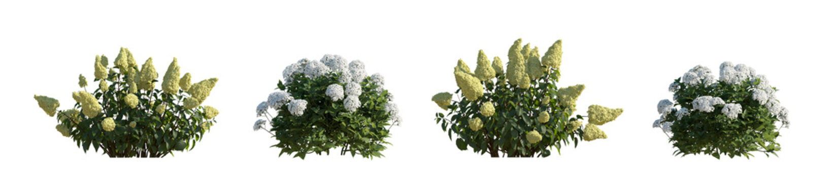 Hydrangea arborescens annabelle and paniculata phantom bush shrub isolated png on a transparent background premium cutout hd