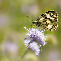 Marbled White butterfly in the backlight on a Field Scabiosa
