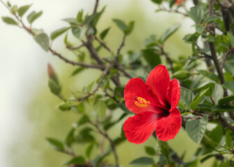 A beautiful red hibiscus flower on a shrub