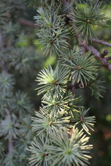 close up of pine needles