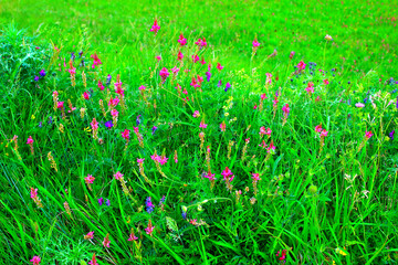 Pure view in Piani di Ragnolo at some flowers among the grass, such as blue vetch, blue cornflower, pink mountain sainfoin, yellow Argyrolobium zanonii (Silver Broom), light pink mountain garlic
