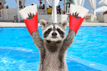 Portrait of a funny raccoon in diving fins against the background of a swimming pool