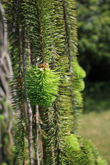 close up of pine needles
