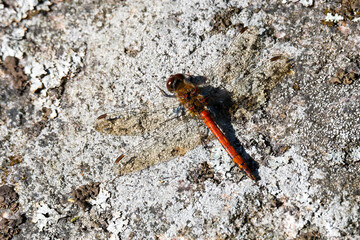 Große Heidelibelle (Sympetrum striolatum) beim Sonnenbad