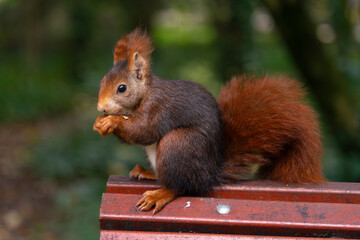 Big garben (Campo grande) in the city of Valladolid in autumn with famous red squirrels. Castilla y Leon, Spain
