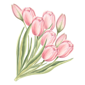 Bouquet of tulips flowers with leaves. Isolated hand drawn watercolor illustration garden spring flower. Floral drawing template for card of Mothers day, 8 March, Easter, wedding, textile, embroidery.