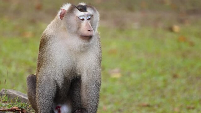 Macaque Monkey Observing Surroundings
