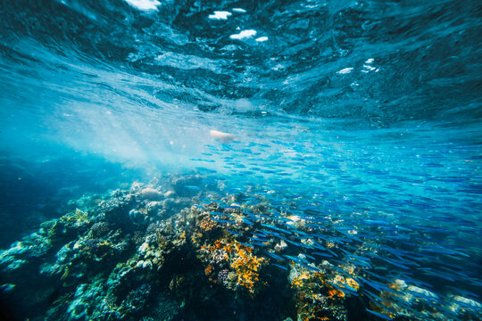 Underwater coral reef on the red sea