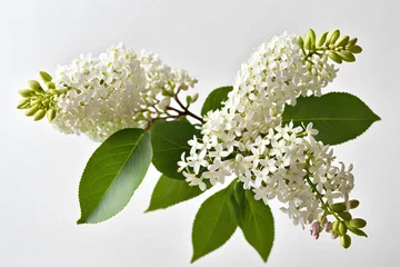 Foto op Canvas White lilac flowers isolated on pure white background  © Giuseppe Cammino