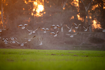 Flock of Greylag goose Landing in Wheat fields in Sunset  - 747108939