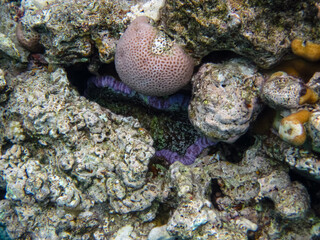 The underwater world of the Red Sea with colorful coral reef inhabitants