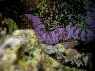 The underwater world of the Red Sea with colorful coral reef inhabitants